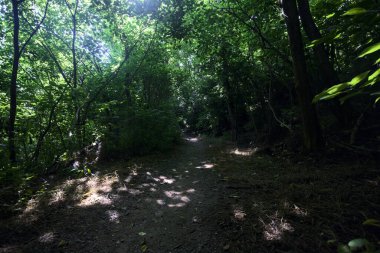İtalya kırsalında güneşli bir günde ağaçların arasından geçen bir ormanın ortasındaki patikada.