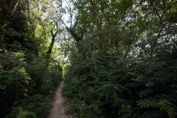 Wąski Szlak Między Roślinami Krzewami Środku Lasu Słoneczny Dzień Włoskiej — Zdjęcie stockowe