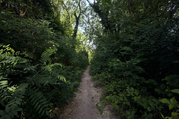 イタリアの田舎で晴れた日に森の中の植物や茂みの間の狭い道 — ストック写真