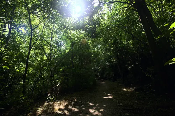 Talya Kırsalında Güneşli Bir Günde Ağaçların Arasından Geçen Bir Ormanın — Stok fotoğraf