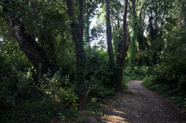 İtalya kırsalında güneşli bir günde ormanda gölgeli bir patika.