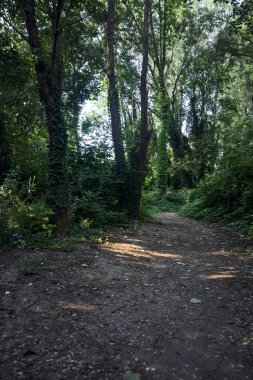 İtalya kırsalında güneşli bir günde ormanda gölgeli bir patika.