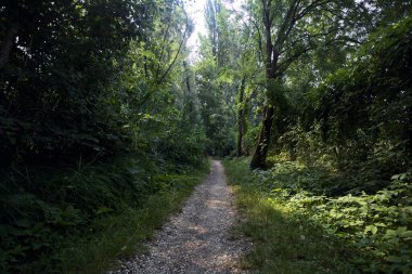 İtalya 'nın kırsal kesimlerinde, bir yaz günü, üzerinde ağaçlar olan gölgede patika.