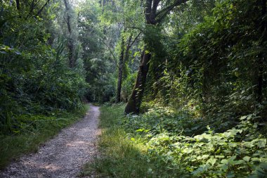 İtalya 'nın kırsal kesimlerinde, bir yaz günü, üzerinde ağaçlar olan gölgede patika.