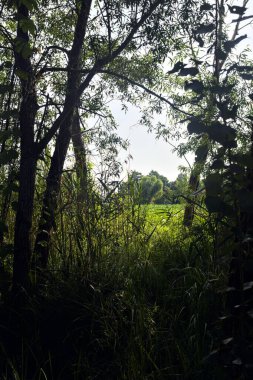 İtalya 'nın kırsal kesimlerindeki ağaçlar tarafından çerçevelenmiş bir yaz gününde, bir nehirdeki nilüfer çiçeği.