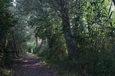 İtalya 'nın kırsal kesimlerinde, bir yaz günü, üzerinde ağaçlar olan gölgede patika.