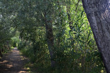 İtalya 'nın kırsal kesimlerinde, bir yaz günü, üzerinde ağaçlar olan gölgede patika.
