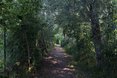 İtalya 'nın kırsal kesimlerinde, bir yaz günü, üzerinde ağaçlar olan gölgede patika.