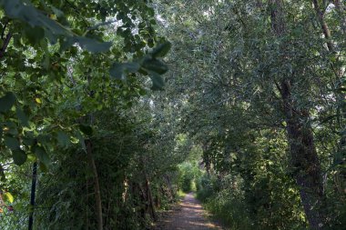 İtalya 'nın kırsal kesimlerinde, bir yaz günü, üzerinde ağaçlar olan gölgede patika.