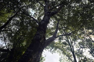 Güneşli bir günde bir ormanın gölgesi