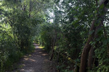 İtalya 'nın kırsal kesimlerinde, bir yaz günü, üzerinde ağaçlar olan gölgede patika.