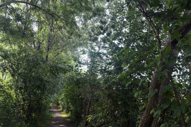 İtalya 'nın kırsal kesimlerinde, bir yaz günü, üzerinde ağaçlar olan gölgede patika.