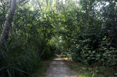 İtalya 'nın kırsal kesimlerinde, bir yaz günü, üzerinde ağaçlar olan gölgede patika.