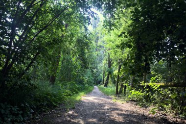 İtalya 'nın kırsal kesimlerinde, bir yaz günü, üzerinde ağaçlar olan gölgede patika.