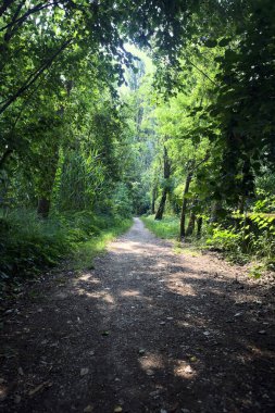 İtalya 'nın kırsal kesimlerinde, bir yaz günü, üzerinde ağaçlar olan gölgede patika.
