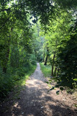 İtalya 'nın kırsal kesimlerinde, bir yaz günü, üzerinde ağaçlar olan gölgede patika.