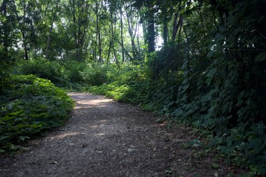 İtalya kırsalında güneşli bir günde ormanda gölgeli bir patika.