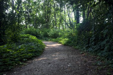 İtalya kırsalında güneşli bir günde ormanda gölgeli bir patika.