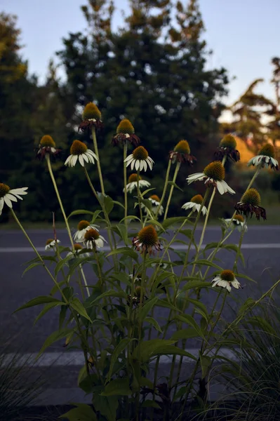 日落时分 在路边的花坛上 白色的灵丹妙药 — 图库照片