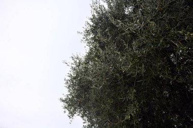 Arka planda bulutlu bir gökyüzü olan zeytin ağacı