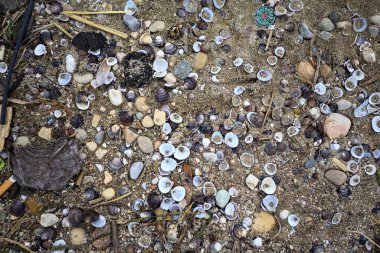 Yukarıdan görünen kumsaldaki istiridye ve kayalar