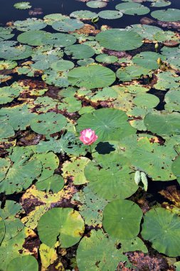 Nilüfer çiçekleri, yukarıdan görünen güneşli bir günde, bir gölün üzerindeki nilüferlerin arasında çiçek açar.