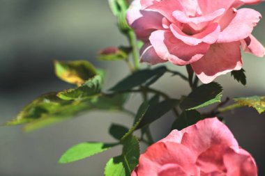Çiçek açmış iki pembe minyatür gül yakından görülüyor.