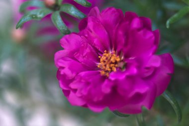 Çiçek açan mor portulaca yakından görülüyor.