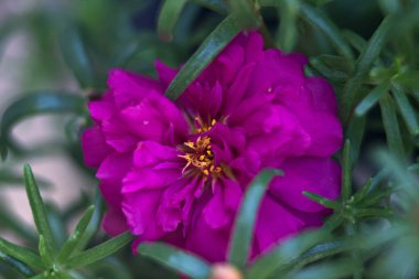 Çiçek açan mor portulaca yakından görülüyor.