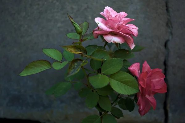 Δύο Ροζ Μικροσκοπικά Τριαντάφυλλα Ανθισμένα Από Κοντά — Φωτογραφία Αρχείου