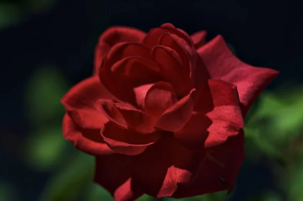 Miniaturní Rudá Růže Rozkvětu Zblízka — Stock fotografie