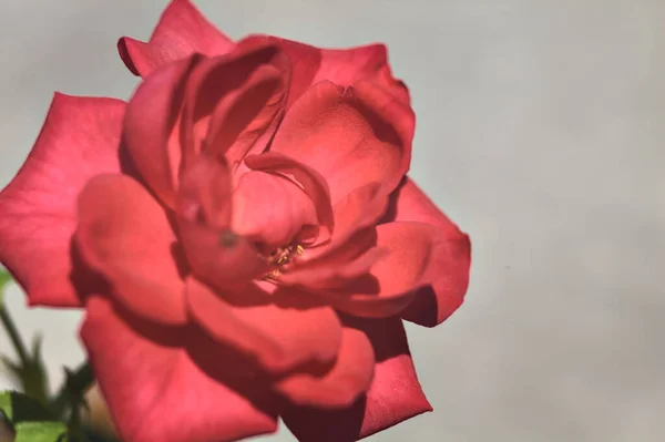 Rosa Vermelha Miniatura Flor Vista Perto — Fotografia de Stock