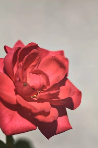 Rosa Vermelha Miniatura Flor Vista Perto — Fotografia de Stock