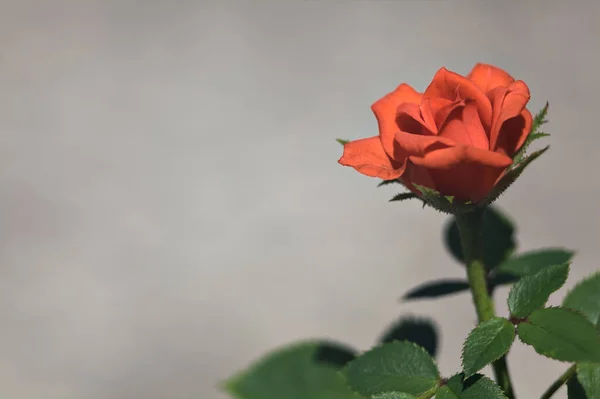 Miniature Orange Rose Bloom Seen Close — Stock Photo, Image