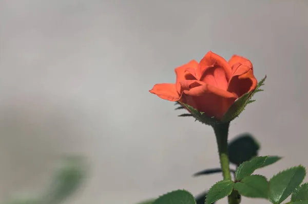 Miniatur Orangefarbene Rose Voller Blüte Aus Der Nähe Gesehen — Stockfoto