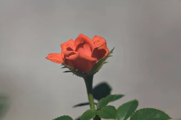 Rose Orange Miniature Fleur Vue Près — Photo