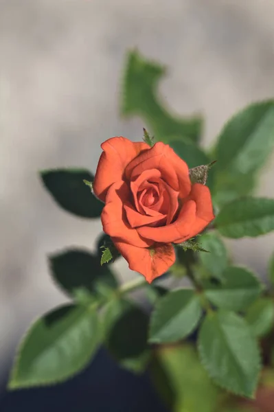 Rose Orange Miniature Fleur Vue Près — Photo