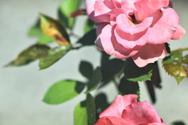 Duas Rosas Miniatura Rosa Flor Vistas Perto — Fotografia de Stock