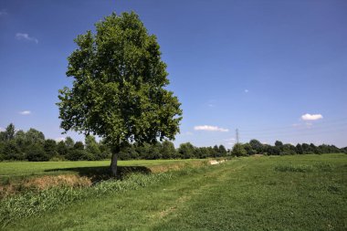 İtalya kırsalında güneşli bir günde tarlalar arasındaki derenin kıyısındaki kavak.