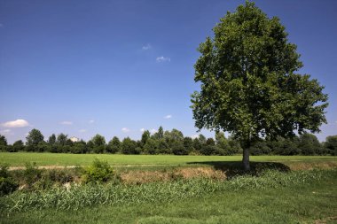 İtalya kırsalında güneşli bir günde tarlalar arasındaki derenin kıyısındaki kavak.