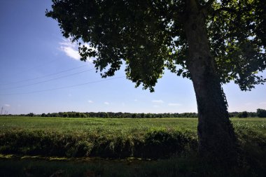 İtalya kırsalında güneşli bir günde, bir kavağın yanında gölgeden akan su akıntısı.