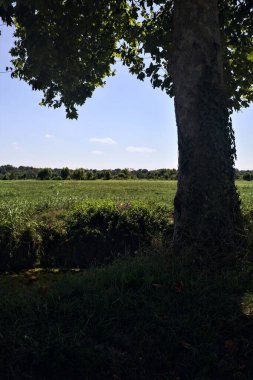 İtalya kırsalında güneşli bir günde, bir kavağın yanında gölgeden akan su akıntısı.
