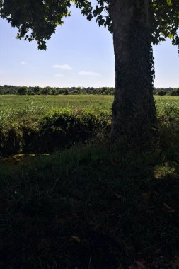 İtalya kırsalında güneşli bir günde, bir kavağın yanında gölgeden akan su akıntısı.
