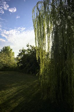 Gün batımında göl kıyısındaki parkta söğütler ve sazlıklar