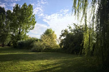 Gün batımında göl kıyısındaki parkta söğütler ve sazlıklar