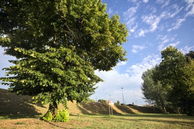 Gün batımında bir italyan kasabasının parkındaki bir toprak yığınının yanında kavak ağacı.