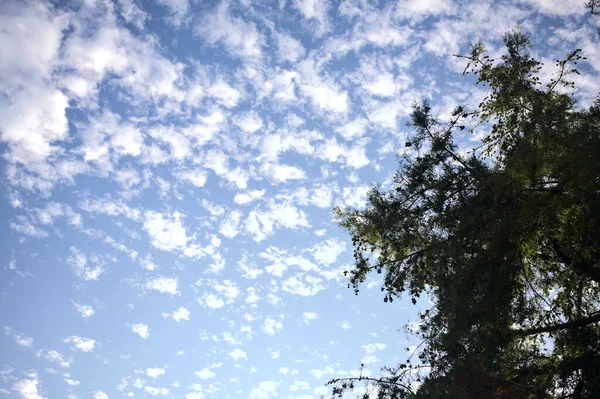 Сосны Обрамляющие Закатное Небо Облаками — стоковое фото