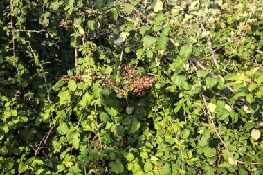 Çalılıklardaki ahududu yakından görülüyor.