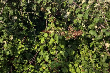 Çalılıklardaki ahududu yakından görülüyor.