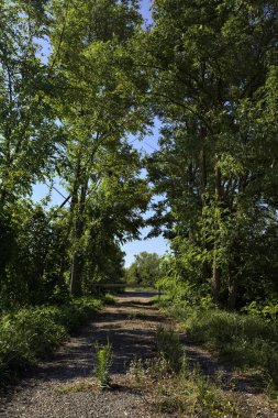 Açık bir yaz gününde dar bir kırsal yolda kavis çizen ve gölge düşüren ağaçlar